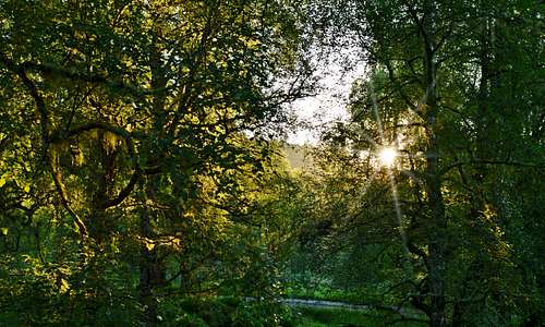 Glen Affric Forest