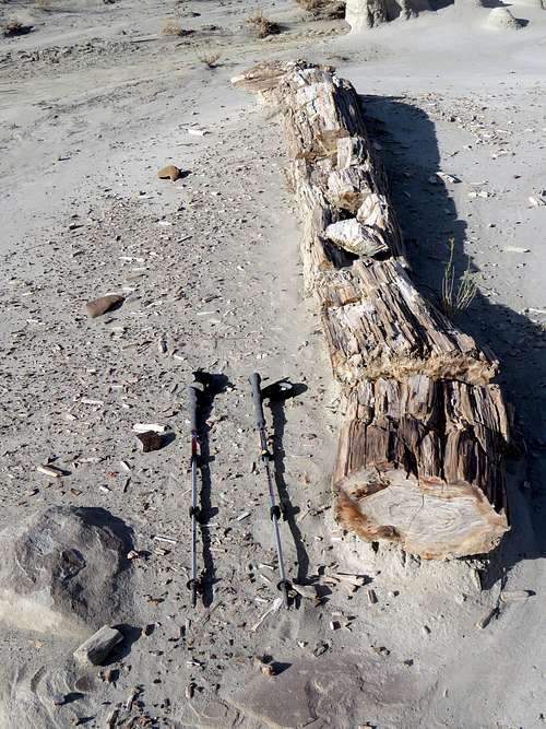 Big Petrified Log