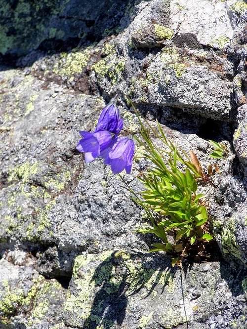 Bellflower on an andesite rock