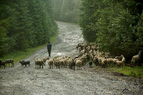 Shepherding in Hargita