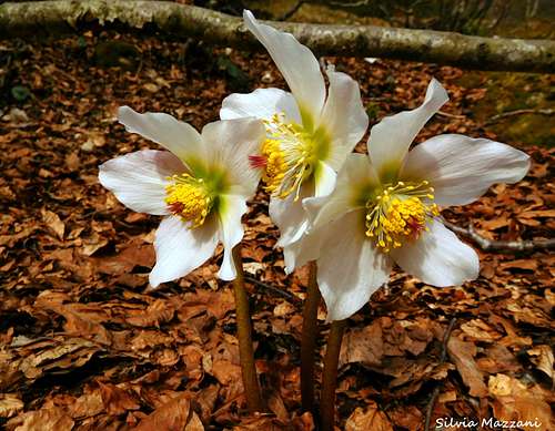 Blooming of Christmas Rose (Helleborus Niger) along the approach to Monte Caplone