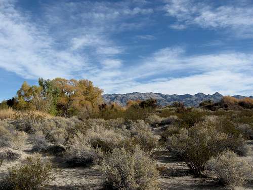 Mojave Desert Scrub & Autumn Colors