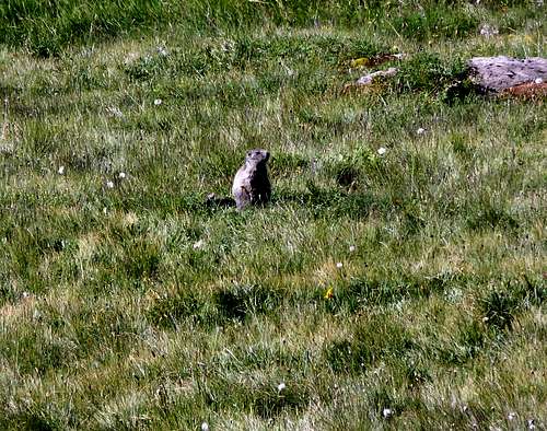 Alpen marmot