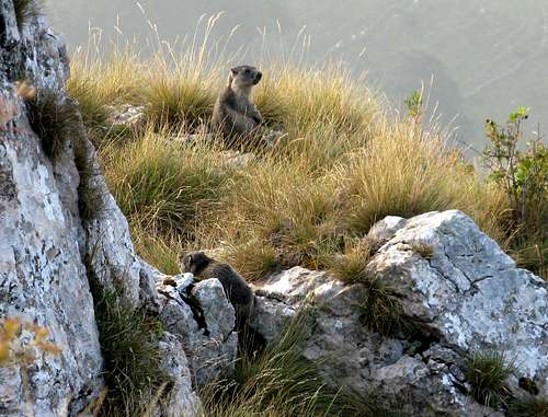 Marmots near Bocca d'Ardole
