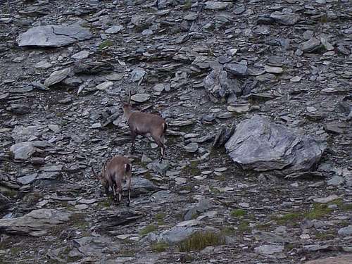 We saw several Ibex or...