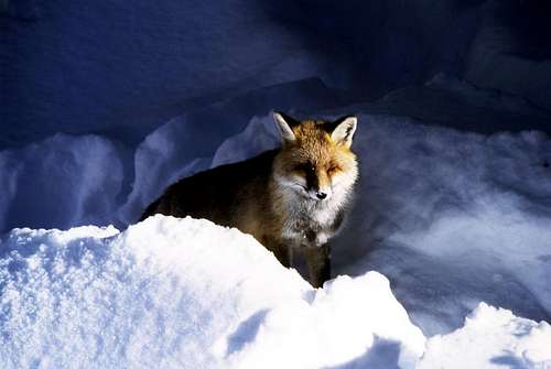 Animals of the Gran Paradiso National Park: fox in Valnontey