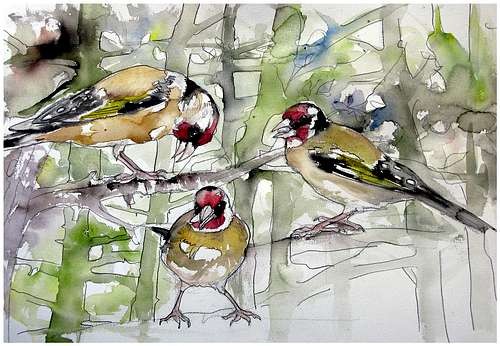 Wildlife in Trentino: sketches in pencil and watercolor