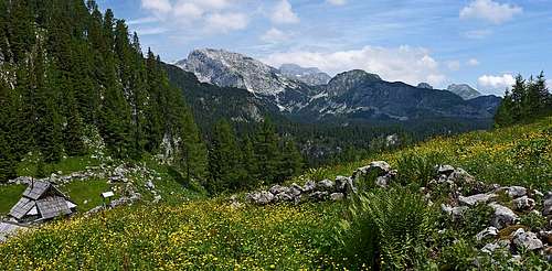 Visevnik alpine meadow