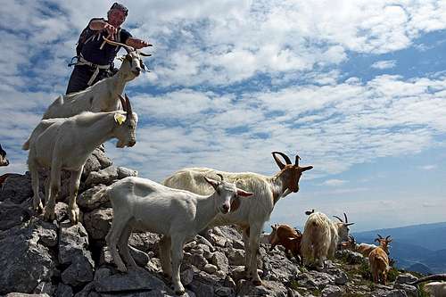 Goat scene on Prsivec