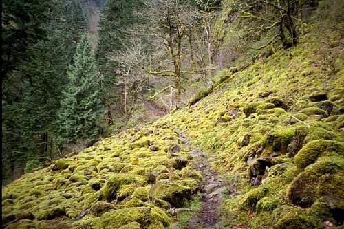 Moss-covered trail through a...
