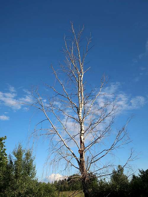 Dead birch tree near Gaiziņkalns