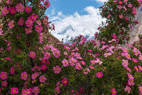 Karakoram flora