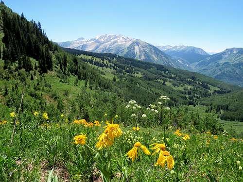 Flowers & Treasure Mountain
