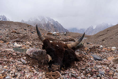 Baltoro glacier in goro