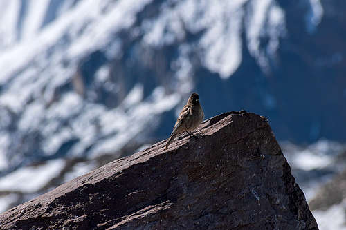 Karakoram bird - photographed in Concordia at 4600m
