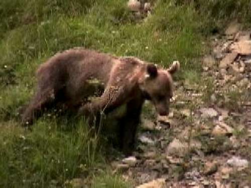 Young brown bear with telemetric collar