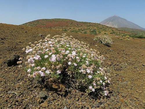 Desert flowers and Pico Teide