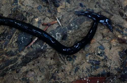 Hammerhead Worm, Gunung Santubong