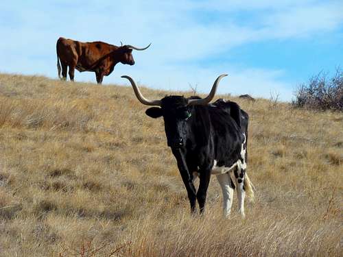 Texas Longhorns in Nebraska