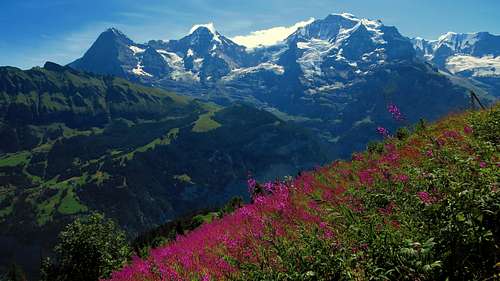 Eiger, Mönch, Jungfrau from Marchegg