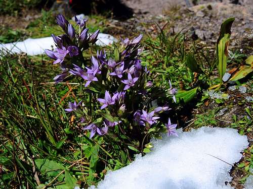 September beauties: blooming of Gentiana Germanica and first snow