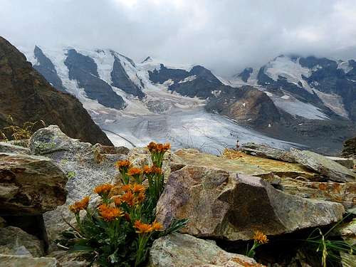 Flowers with Pers Glacier at the background