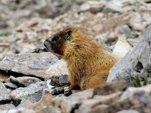Mt. Peale's resident marmot