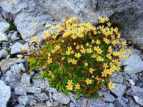 A bunch of Yellow Saxifraga sprouting from the bare rock of the Riserferner moraine
