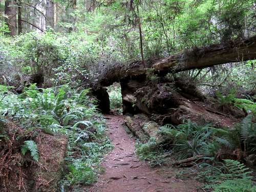 Trail under fallen tree