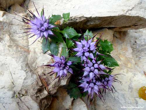 Raponzolo di roccia (Physoplexis Comosa), a kind of flower sticking out of the rock