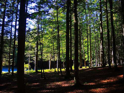 Warm light of fall enligts the Monte Penna beech-forest