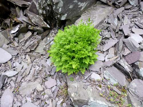 Parsley Fern manages to grow in the rubble