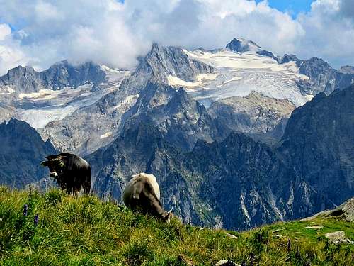 There`s no Alps without cows