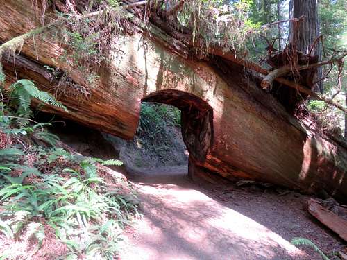 Tunnel through fallen tree
