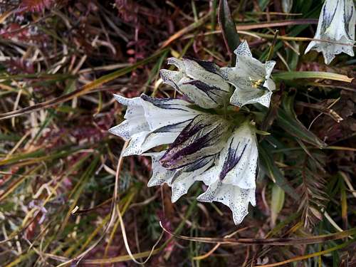 Flowers, Chihuahua Gulch CO