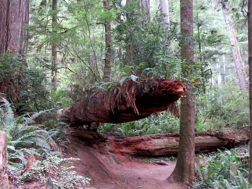 Boy Scout Tree Trail