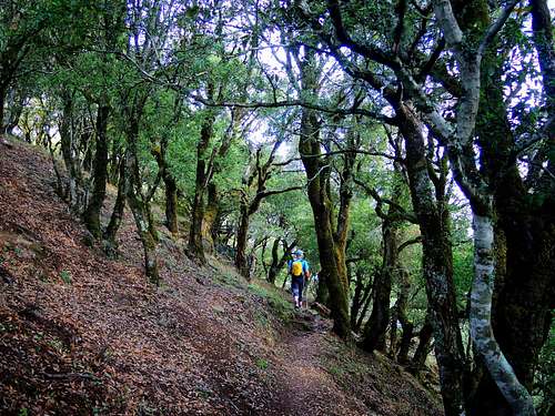 Monte Arcuentu, the  millenary holm oak (Quercus ilex) forest on the summit