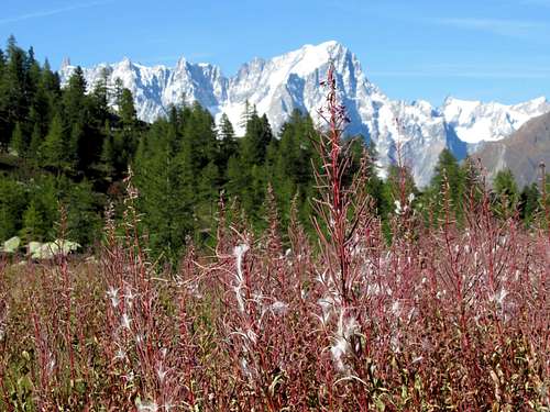 Floral shot on Mont Blanc