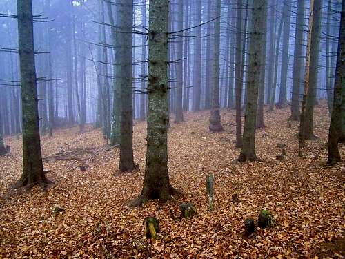 Autumn forest in low clouds