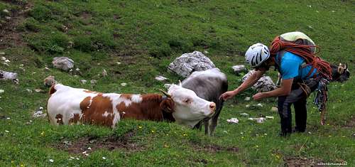 Climbers and cows