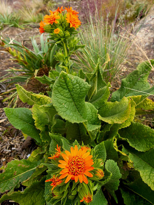 Trixis verbacisfolia