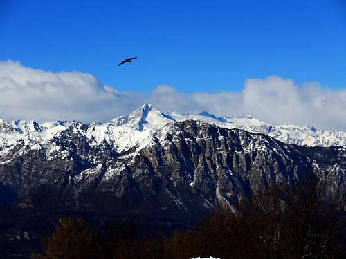 Alpine chough and Carè Alto seen from Monte Creino