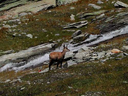 Animals of the Gran Paradiso  National Park: <br>a chamois in the  Vallone di Montandaynè