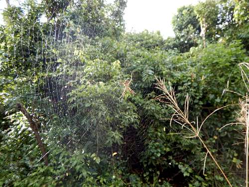 Spider web across trail