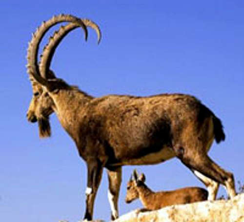 An Ibex in Chitral