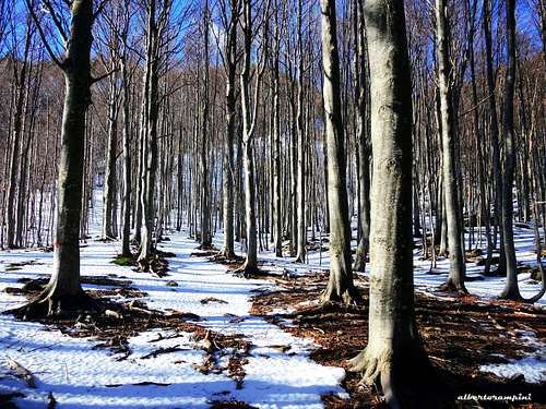 Beech wood on the route to Monte Bragalata