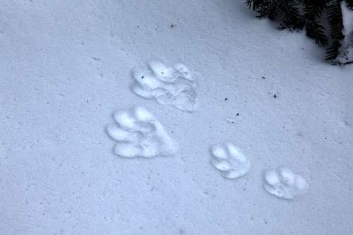 Snowshoe hare tracks