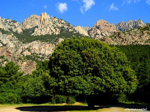 Punta Lunarda as background of a monumental Holm-oak tree