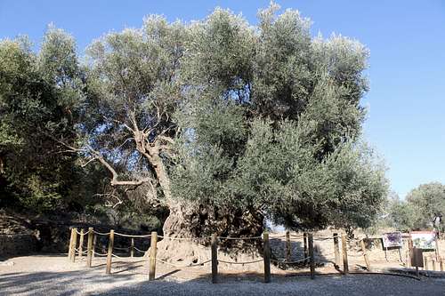 Ancient Olive Tree in Kavousi
