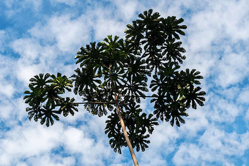 Cecropia pachystachya